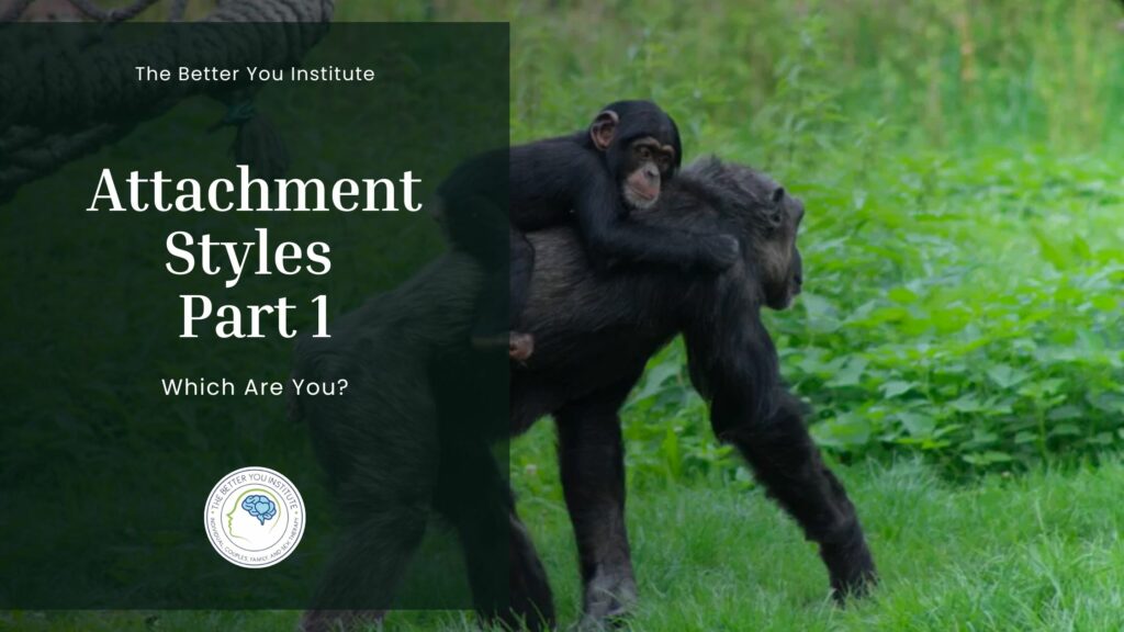 Baby chimpanzee clinging to mother’s back next to text on attachment styles