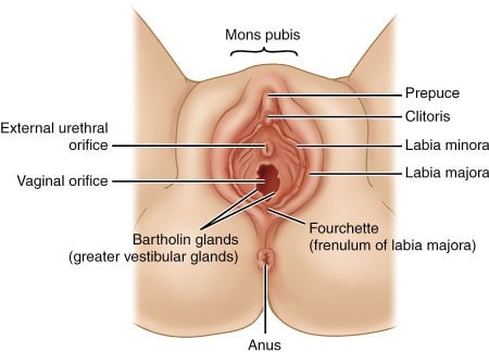 vestibule female