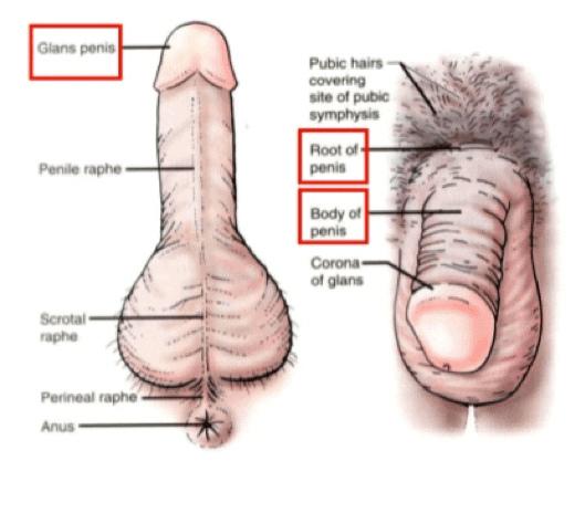 male genitalia