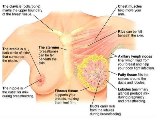 vestibule vagina