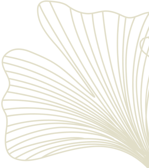 Decorative line art of two overlapping ginkgo leaves on transparent background