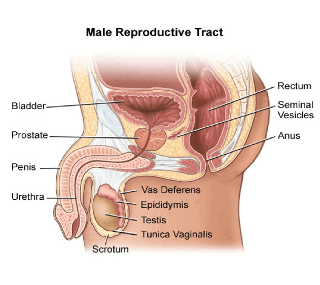 cisgender male 