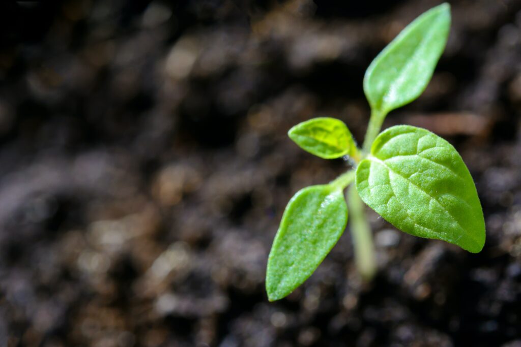A small green seedling sprouting from dark soil, symbolizing growth, renewal, and new beginnings