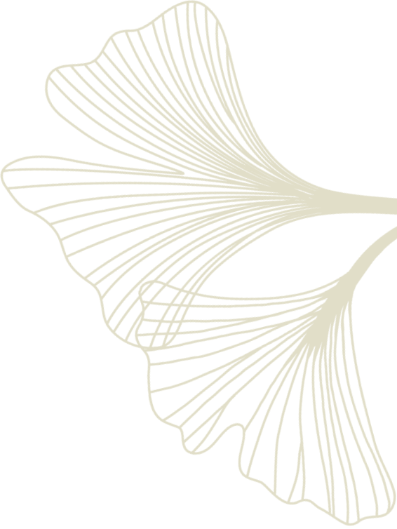 Minimal line art of overlapping ginkgo leaves on transparent background