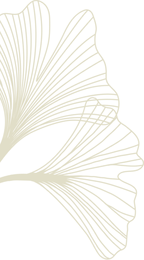Decorative line art of two overlapping ginkgo leaves on transparent background
